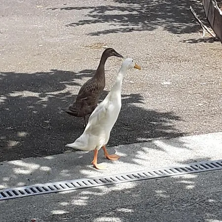 Bed & Breakfast Au Bosquet: Tranquil Retreat With Breakfast Near Town Center *