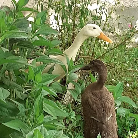 Au Bosquet: Tranquil Retreat With Breakfast Near Town Center *